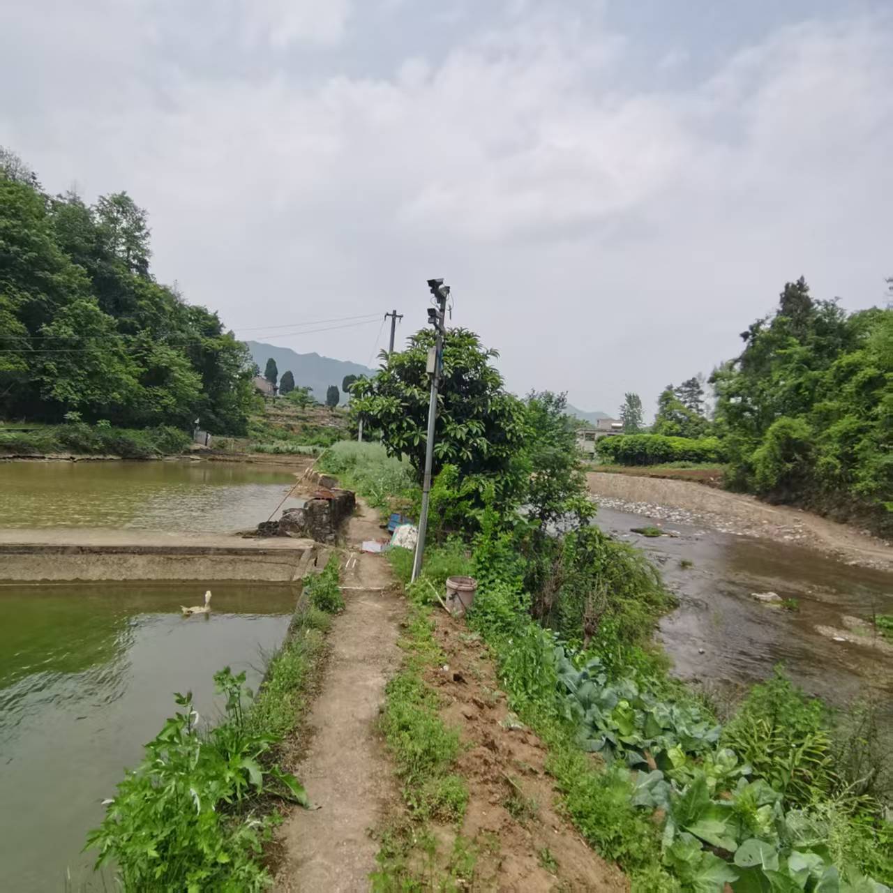 茶园齐心原生态养殖场