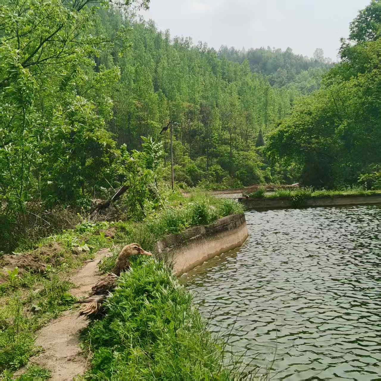茶园齐心原生态养殖场