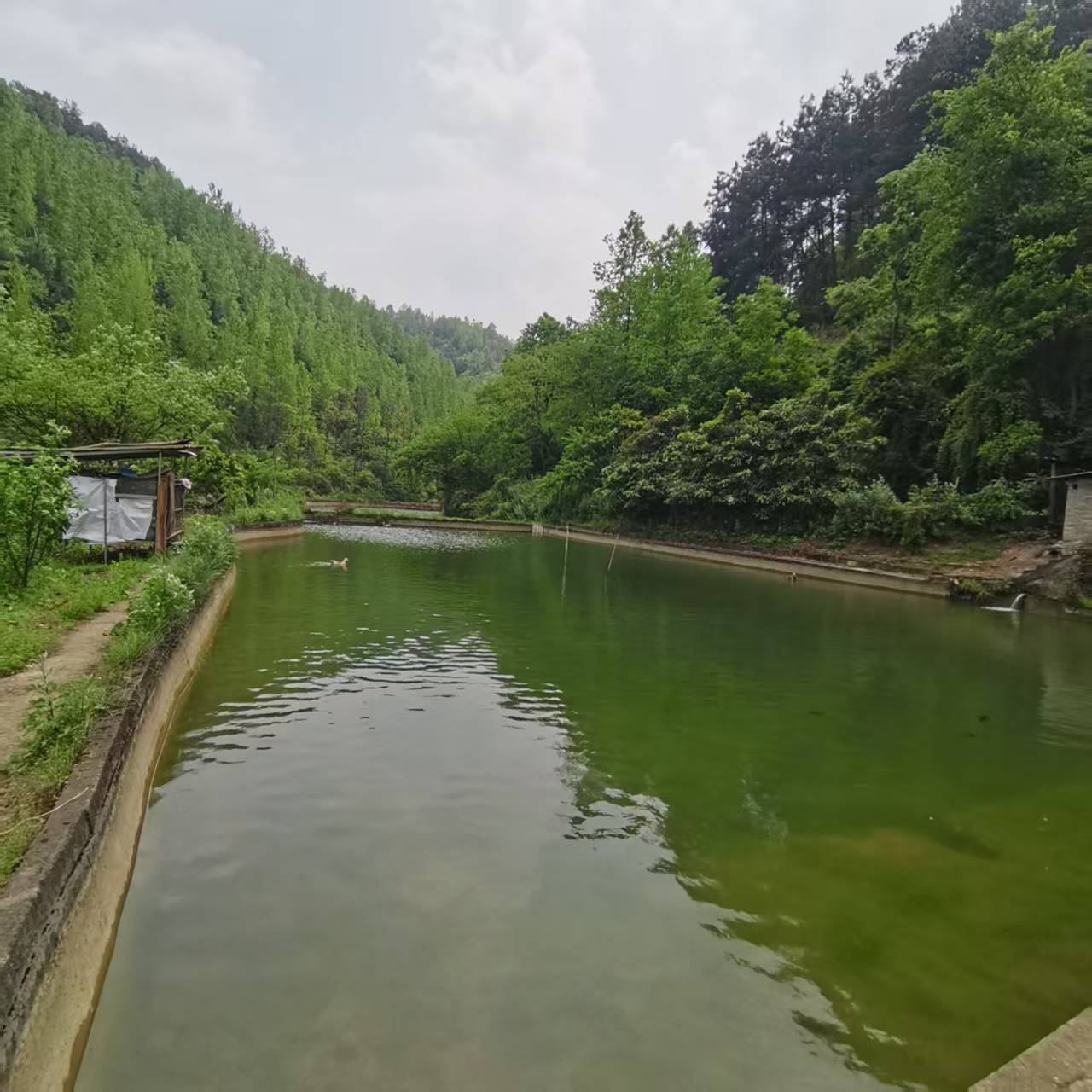 茶园齐心原生态养殖场